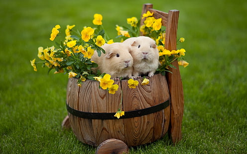 beige guinea pigs, guinea pigs, drum, grass, flowers, couple, HD wallpaper HD wallpaper