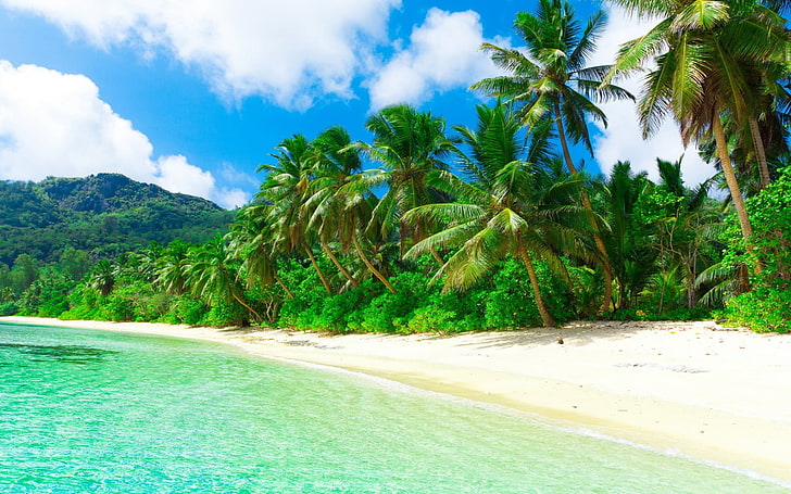 gröna kokospalmer, strand, sand, palmer, tropiska, HD tapet