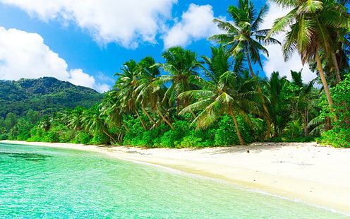 зеленые кокосовые пальмы, пляж, песок, пальмы, тропика, HD обои HD wallpaper