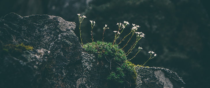 ultrawide, moss, wide angle, rock, white flowers, HD wallpaper