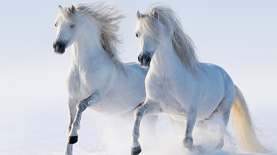 kuda putih, kuda putih, kuda, kuda, putih, pasangan, lari, lari, binatang, Wallpaper HD HD wallpaper