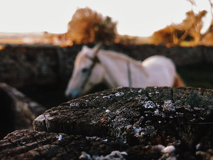 Pferdefarm, HD-Hintergrundbild