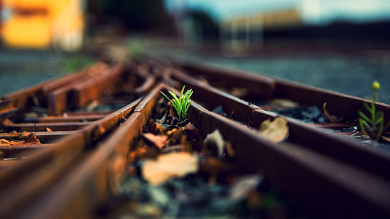 rails de train en acier brun rouillé, photo d'une plante à feuilles vertes sur rail, profondeur de champ, chemin de fer, plantes, feuilles, macro, Fond d'écran HD HD wallpaper