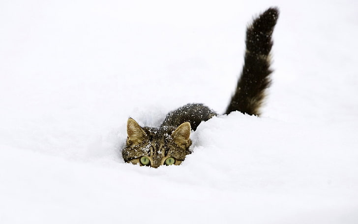 серый полосатый кот погружается в снег, кошка, снег, животные, домашнее животное, зеленые глаза, белый, белый фон, просто, HD обои