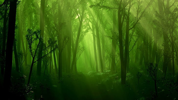 Green Dark Forest HD, 1920x1080, green, dark, forest, dark forest, HD  wallpaper | Wallpaperbetter