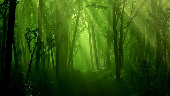 Зеленый темный лес HD, 1920x1080, зеленый, темный, лес, темный лес, HD обои HD wallpaper