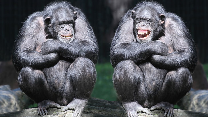 two monkeys, chimpanzee, couple, cute animals, monkey, funny, HD wallpaper