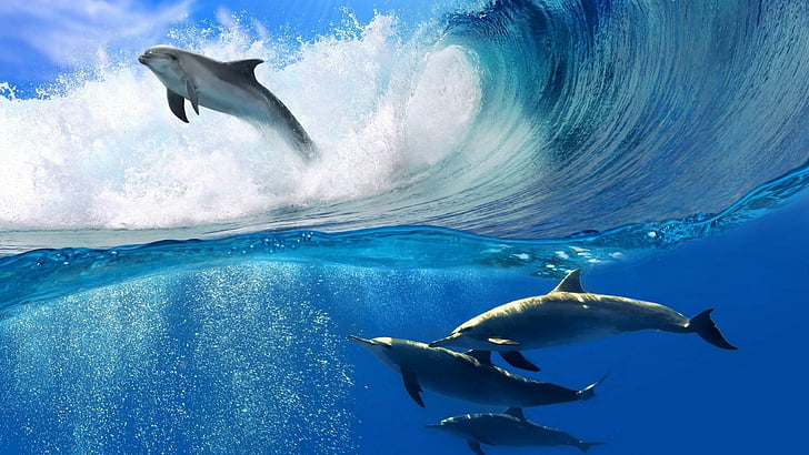 delfiner, vatten, söt, under vattnet, HD tapet