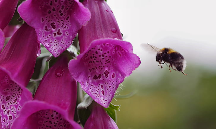 selective focus photography of honeybee near purple Foxglove flower, foxglove, pollination, selective focus, photography, honeybee, purple Foxglove, flower, Spring, olympus  OM, D E, E-1, 1  E, m1, Micro 4/3, zd, zuiko, macro, f2, johnson, insect, bee, nature, plant, close-up, pollen, springtime, petal, HD wallpaper