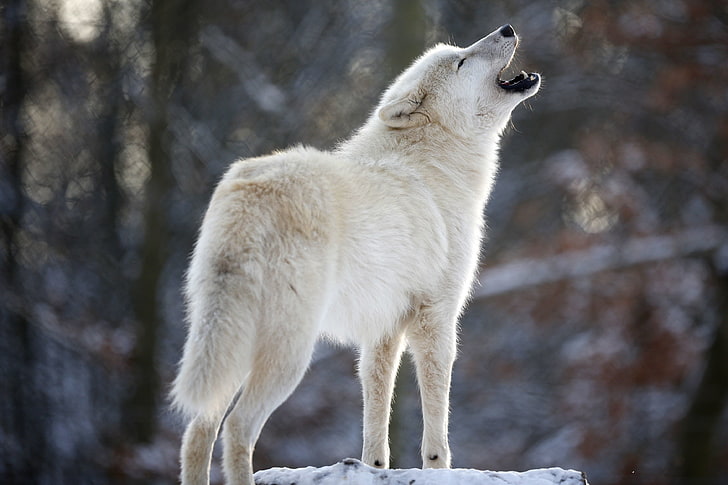 wolf, HD wallpaper