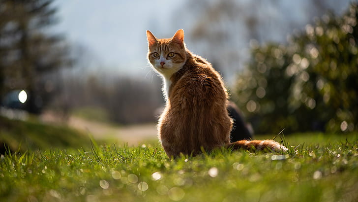 cat, summer, grass, look, light, nature, pose, background, glade, back, red, tail, sitting, lawn, bokeh, he turned to look did not turn around if she, HD wallpaper