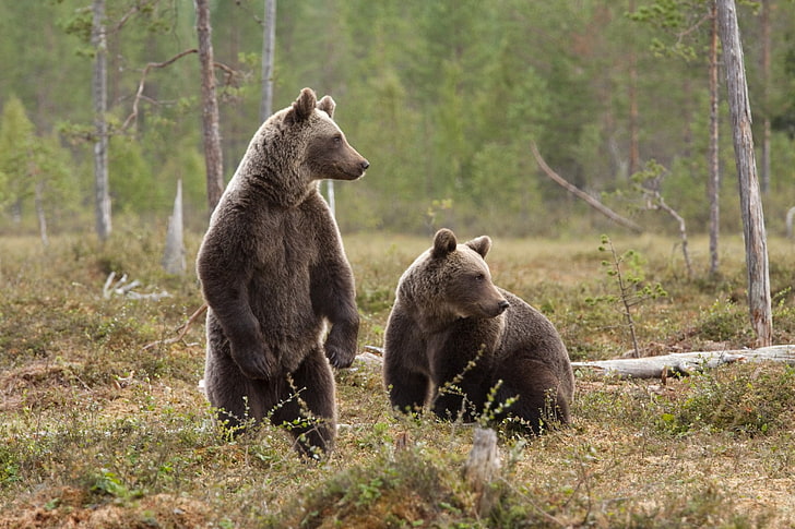 Landschaft, Tierwelt, Bären, HD-Hintergrundbild