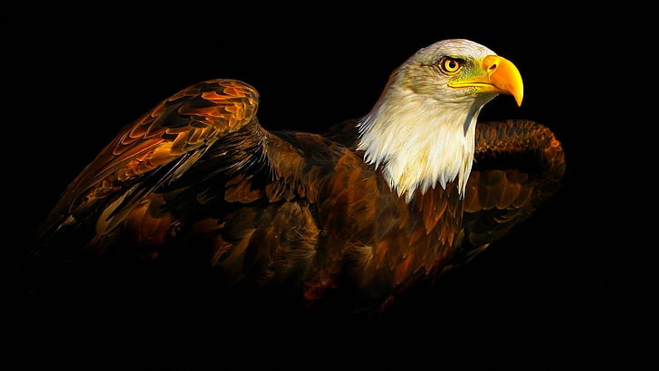 eagle, birds, animals, black background, HD wallpaper