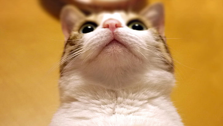 แมว tabby สีน้ำตาลแมวสัตว์, วอลล์เปเปอร์ HD