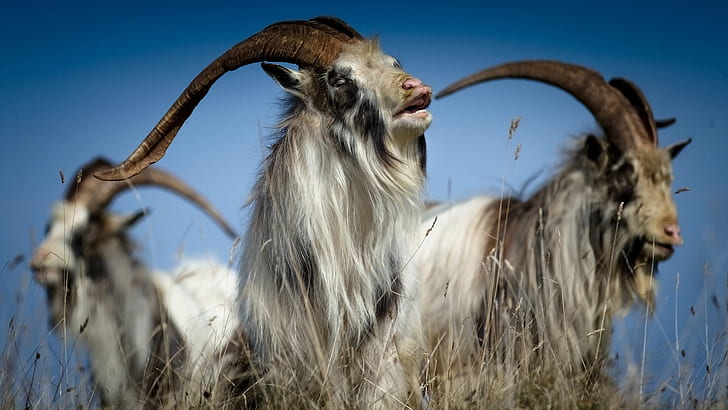 Goat HD, animals, goat, HD wallpaper