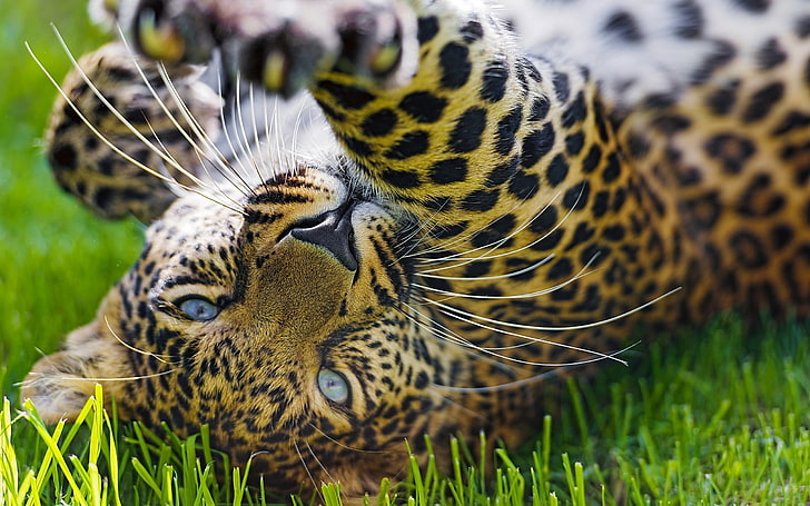 brown jaguar, leopard, eyes, grass, HD wallpaper