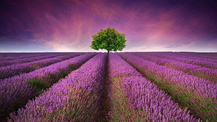 Красивая, Лаванда, Поле, Фиолетовый, Цветы, Одинокий, Дерево, Лавандовое поле, Фиолетовые цветы, Одинокое дерево, HD обои