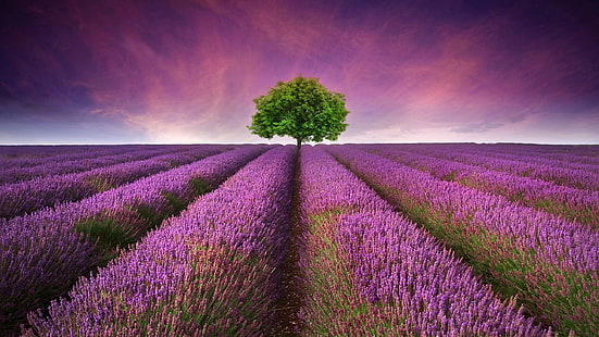 Bellissimo campo di lavanda, fiori viola, albero solitario, bello, lavanda, campo, viola, fiori, solitario, albero, Sfondo HD HD wallpaper