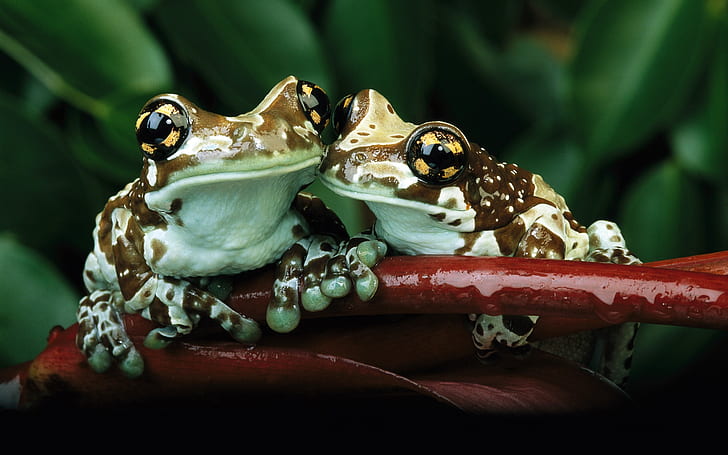 Приятелството на Жабата, две кафяви и бели жаби, Жаба, Приятелство, HD тапет
