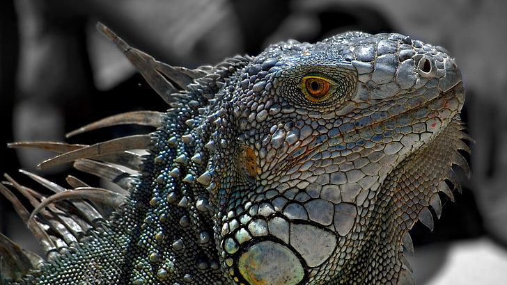 gray and blue iguana, lizard, macro, reptile, iguana, HD wallpaper
