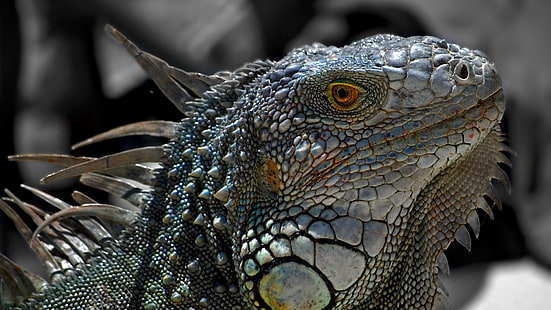 iguana cinza e azul, lagarto, réptil, iguana, HD papel de parede HD wallpaper