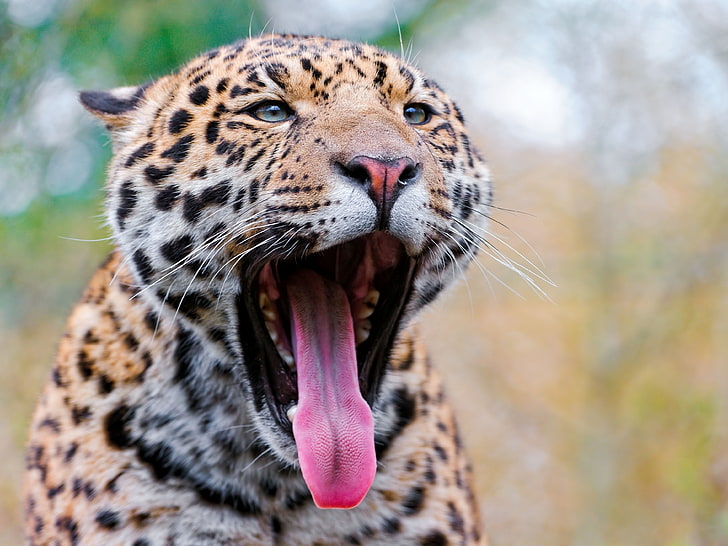 léopard adulte, jaguar, bouche, langue, dents, gros chat, museau, Fond d'écran HD