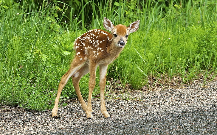 brown and white fawn, deer, grass, path, fear, HD wallpaper