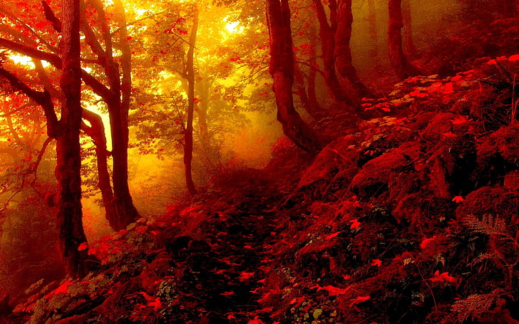 jalur merah antara ilustrasi tanaman dan pohon, fotografi lanskap hutan gunung merah, alam, musim gugur, hutan, Wallpaper HD