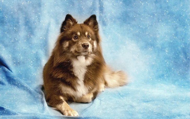 malamute de Alaska marrón y blanco, perro, ojos, amigo, brillo, Fondo de pantalla HD