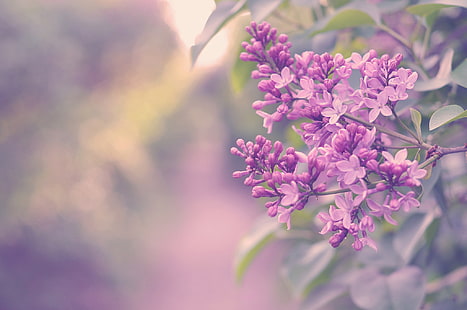 purple lilac flowers, flowers, color, Bush, branch, lilac, HD wallpaper HD wallpaper