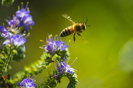 abelha pairando acima da flor de pétalas roxas, mel mel, roxo, flor, natureza, ao ar livre, abelhas, plantas, amarelo, bonito, canon rebel, fotografia, fotos, foto, incrível, insetos, primavera, luz do sol, inseto, abelha, polinização,pólen, mel, verão, mel abelha, close-up, primavera, verde cor, planta, HD papel de parede HD wallpaper
