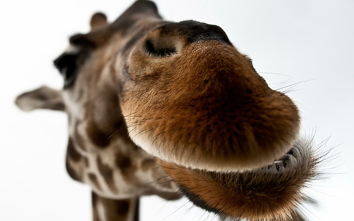 Giraffe Lips, funny, giraffe, lips, HD wallpaper