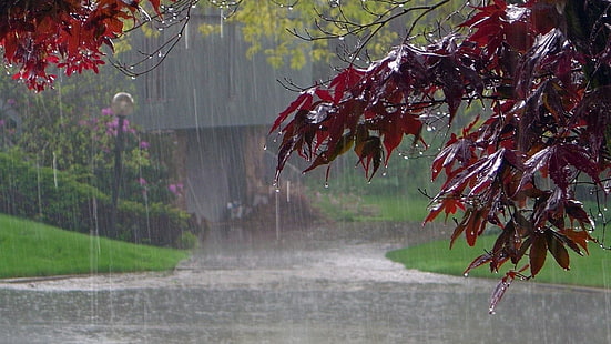 вода, лист, дождливый, дерево, дождь, дождливый день, дождь, ветка, HD обои HD wallpaper