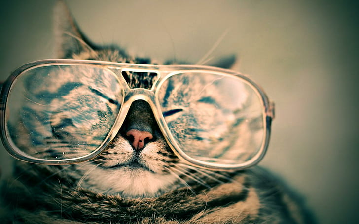 猫のメガネ面白い広い 猫 面白い メガネ 広い Hdデスクトップの壁紙 Wallpaperbetter