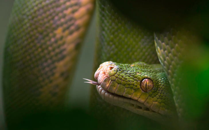 Reptilien, Schlangen, Tiere, HD-Hintergrundbild