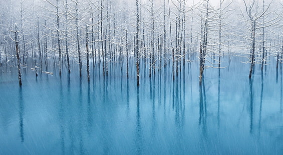 雪の池、雪に覆われた裸の木、自然、森林、冬、木、風邪、池、雪、雪、青い水、 HDデスクトップの壁紙 HD wallpaper