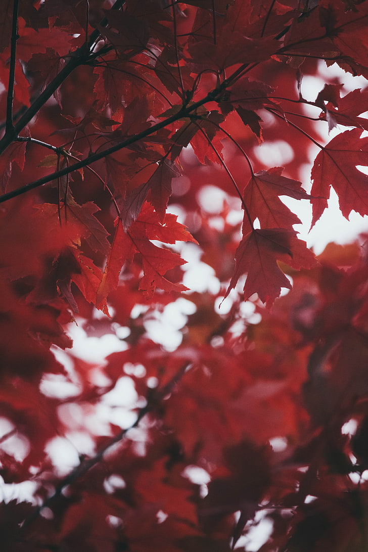 leaves, autumn, red, blur, HD wallpaper