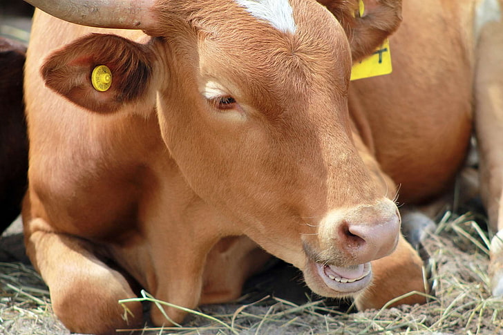 Rinder, Kuh, HD-Hintergrundbild
