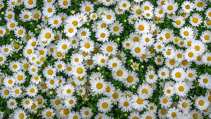 alfombra de flores, manzanilla, manzanilla, flores blancas, Fondo de pantalla HD