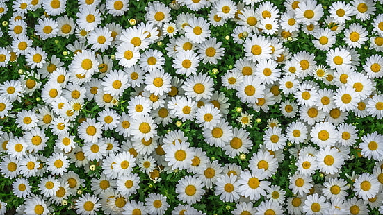 سجادة الزهور والبابونج والبابونج والزهور البيضاء، خلفية HD HD wallpaper