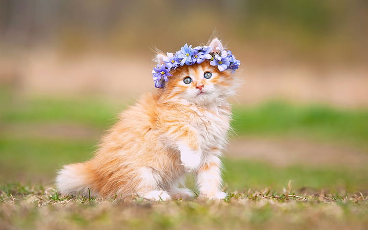 Милый котенок, пушистый, цветы, венок, Милый, котенок, пушистый, цветы, венок, HD обои