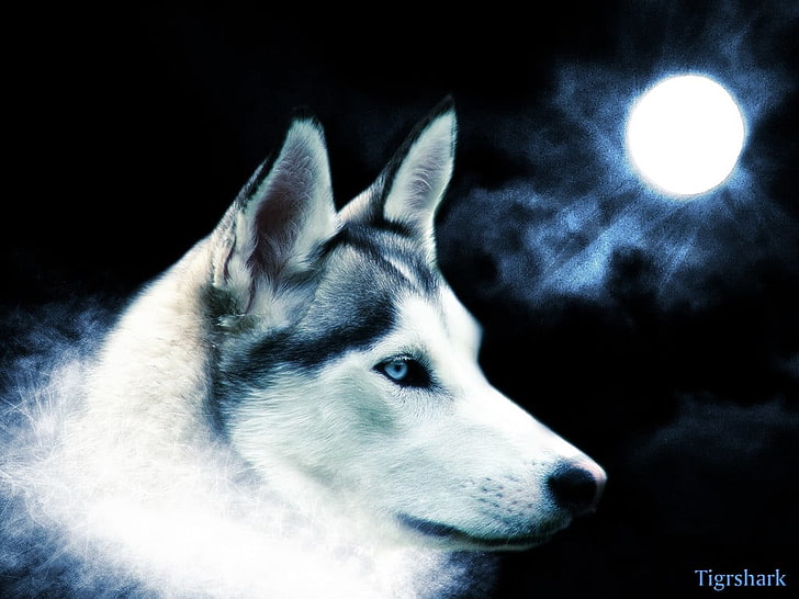 erwachsener schwarzweiss-sibirischer husky, hund, mond, himmel, nacht, sibirischer husky, wolken, tiere, HD-Hintergrundbild