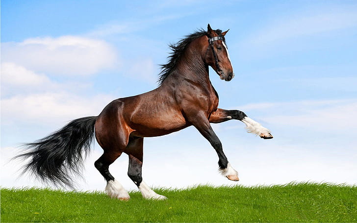 Большой черный конь бежит по полю зеленой травы Обои для рабочего стола Hd, HD обои
