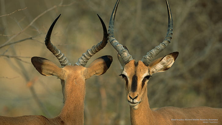 Impalas masculinos, Reserva Natural de Moremi, Botswana, Animales, Fondo de pantalla HD