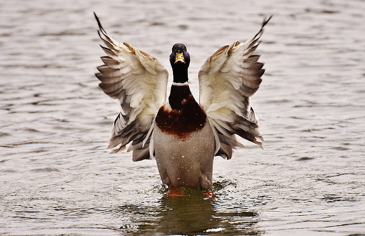 mallard duck, duck, bird, wings, water, HD wallpaper