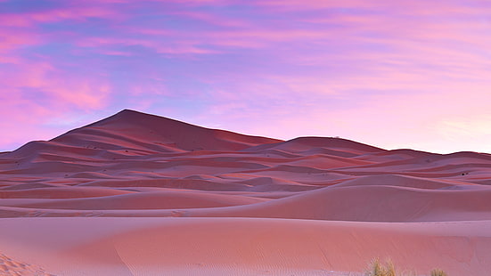 Palmer Sahara öknen Marocko, öken, träd, palm, Sahara, Marocko, HD tapet HD wallpaper