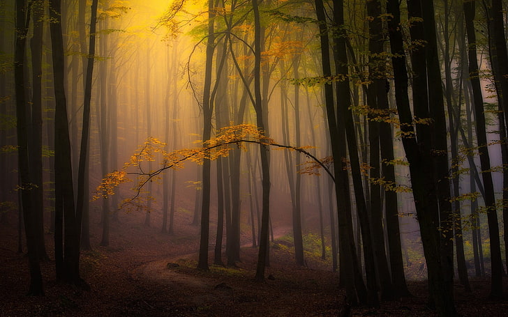 yellow leafed trees, nature, landscape, fall, mist, forest, leaves, path, atmosphere, trees, sunlight, morning, HD wallpaper