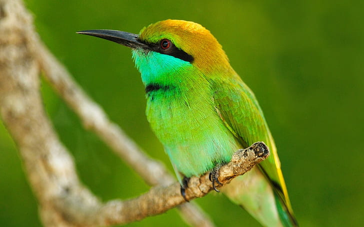 *** Bee - eater ***, birds, bird, animals, animal, HD wallpaper