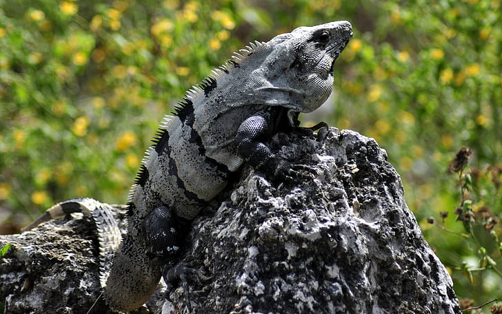 grey and black iguana on rock stone side during daytime, iguana, black iguana, rock, stone, daytime, Mexico, Quintana Roo, Yucatan, Coba, reptile, animal, nature, iguana, wildlife, lizard, animals In The Wild, HD wallpaper