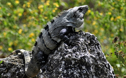 gündüz, taş, iguana, siyah iguana, taş, gündüz, Meksika, Quintana Roo, Yucatan, Coba, sürüngen, hayvan, doğa, iguana, yaban hayatı, kertenkele, hayvanlar, HD masaüstü duvar kağıdı HD wallpaper